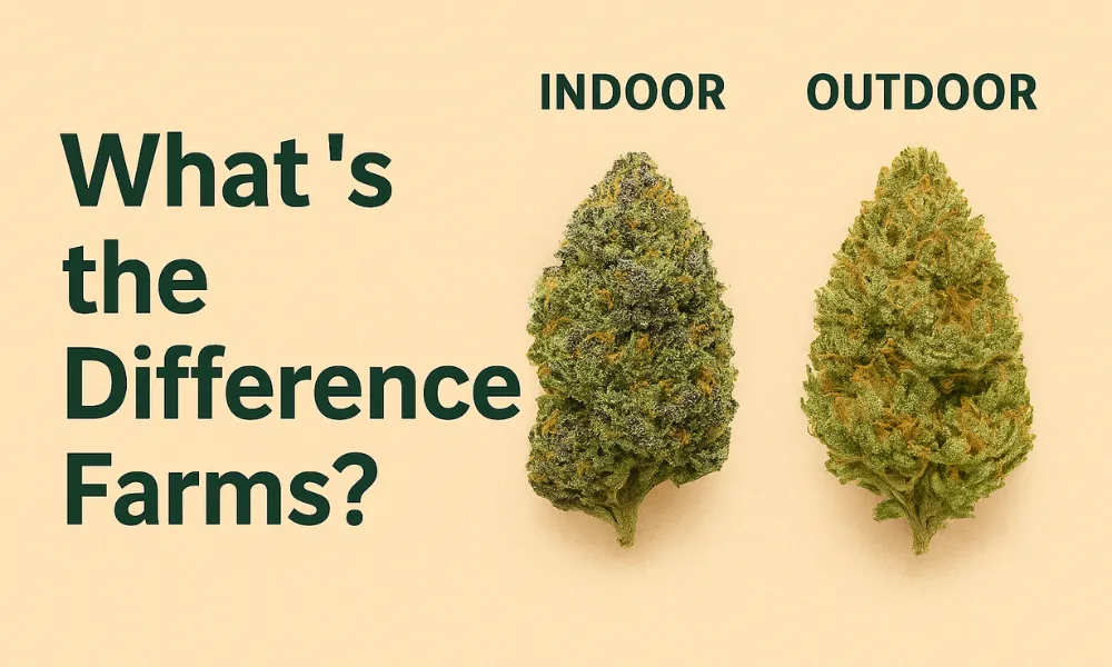 Indoor vs Outdoor Flower – What’s the Difference