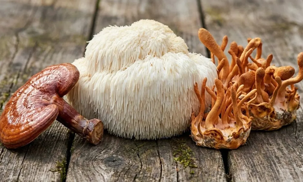 Ingredient Quality and Formulation Approach