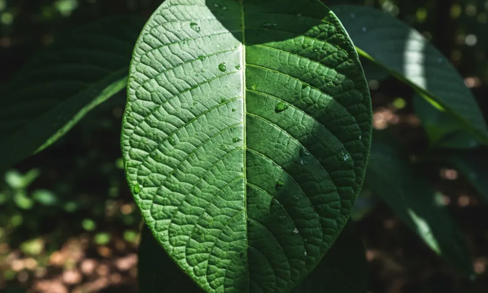Kratom Sourcing and Quality Standards